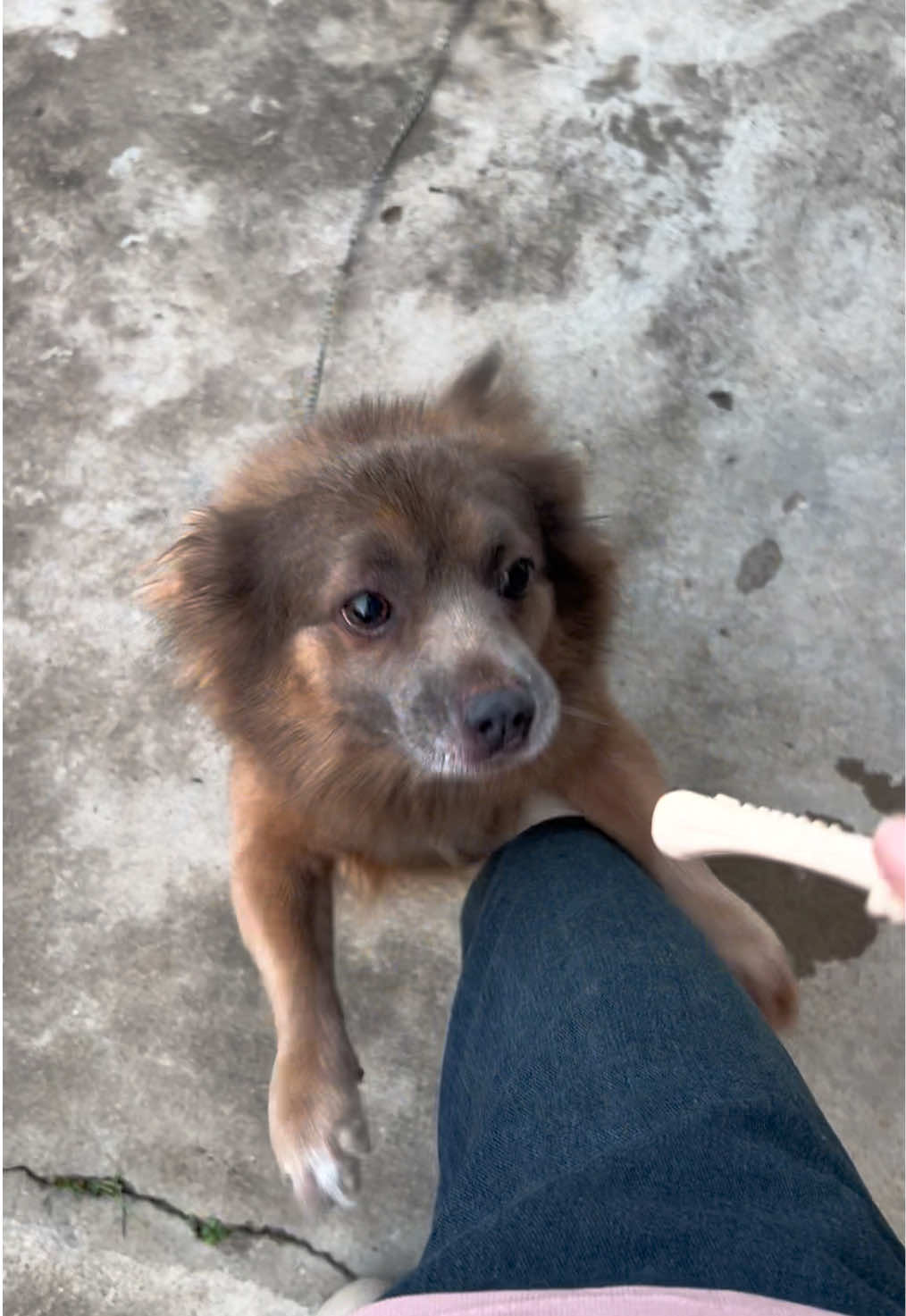 @Ba bé mèo và một bé chó