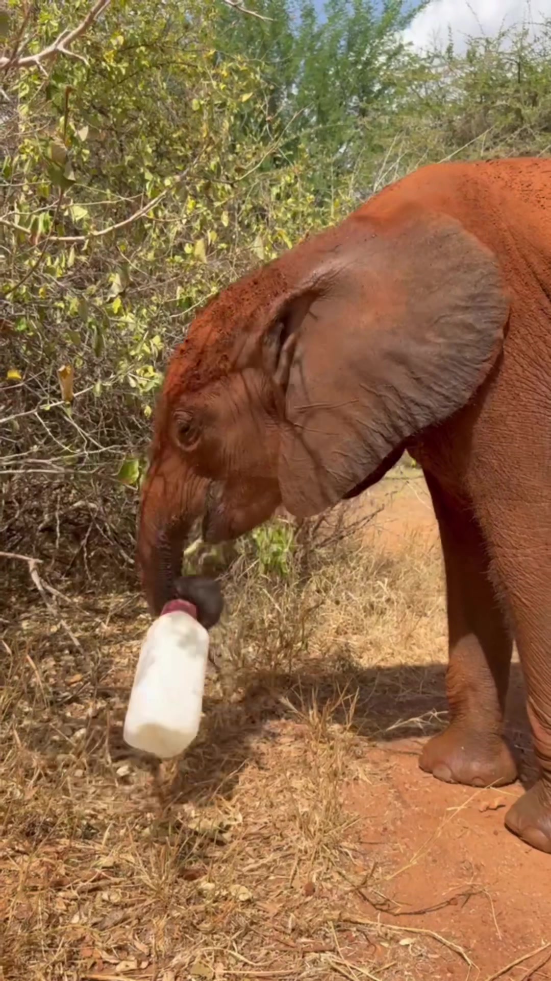 @SheldrickTrust
