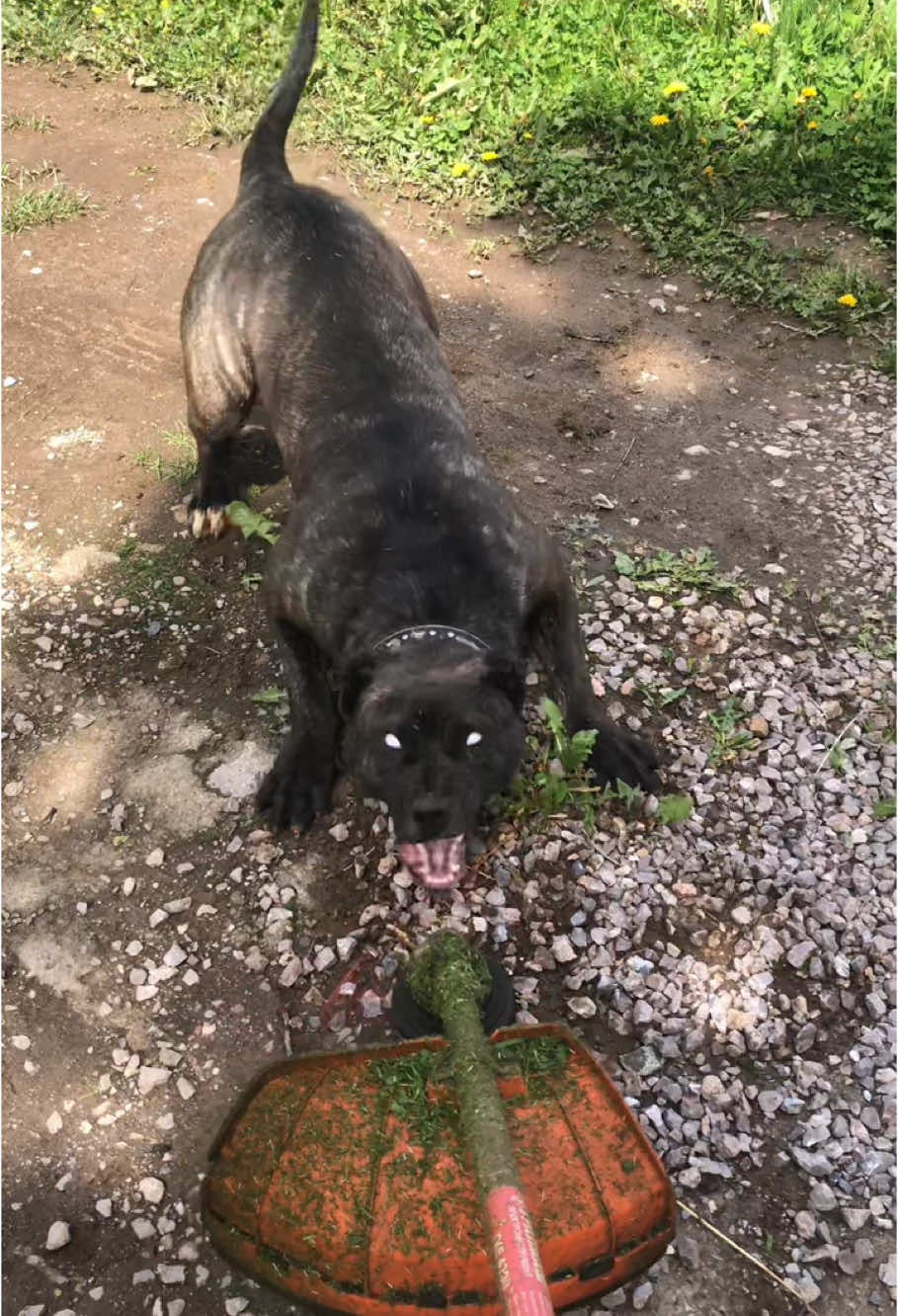 @Presa Canario Varro Bull
