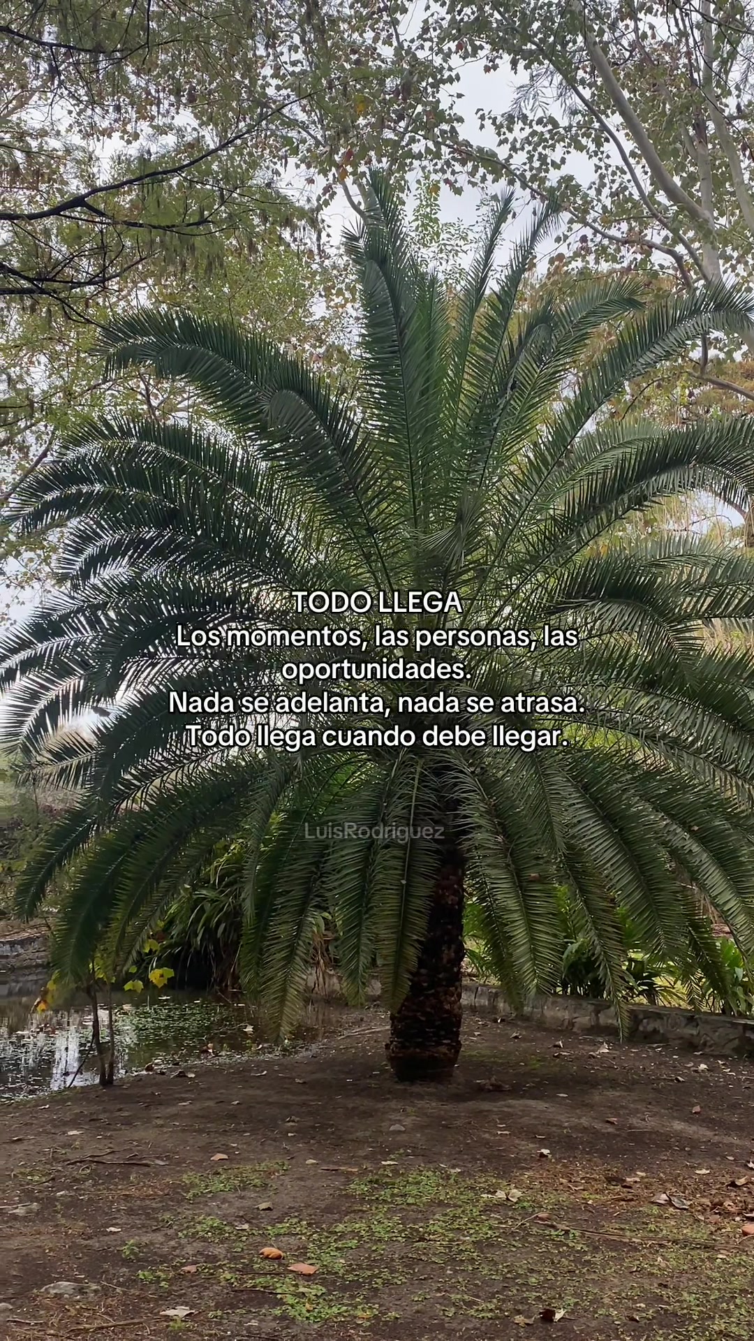 @Luis Rodriguez 🐥❤️🔥