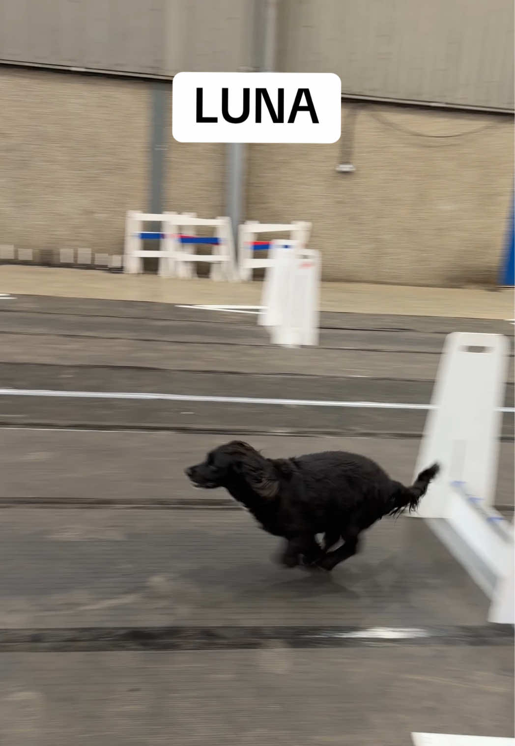 @Pawsitivity Flyball Team