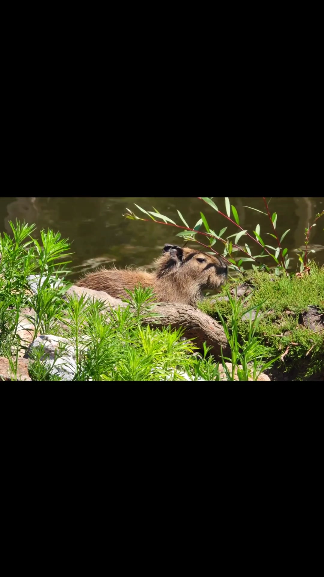 @capybaraninja