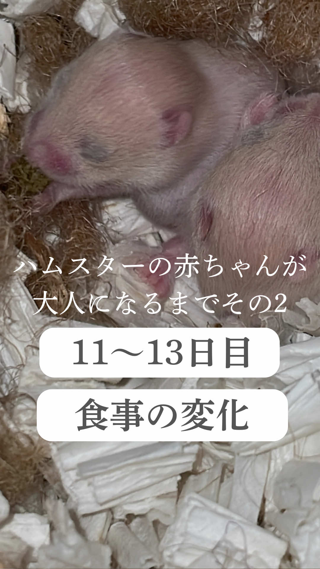 @はむはむパーク