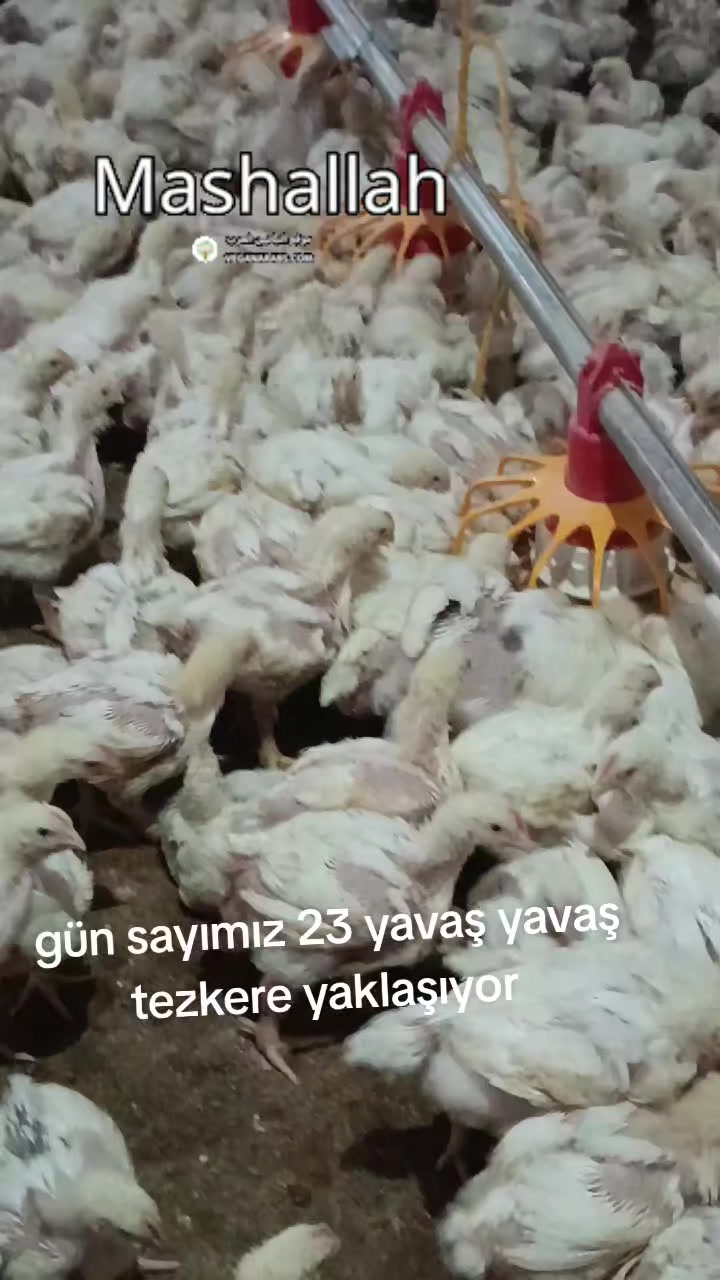 @AYKIZİN MASALI 🌹🌹
