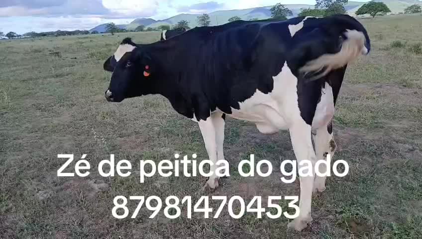 @Z&eacute; de peitica do gado