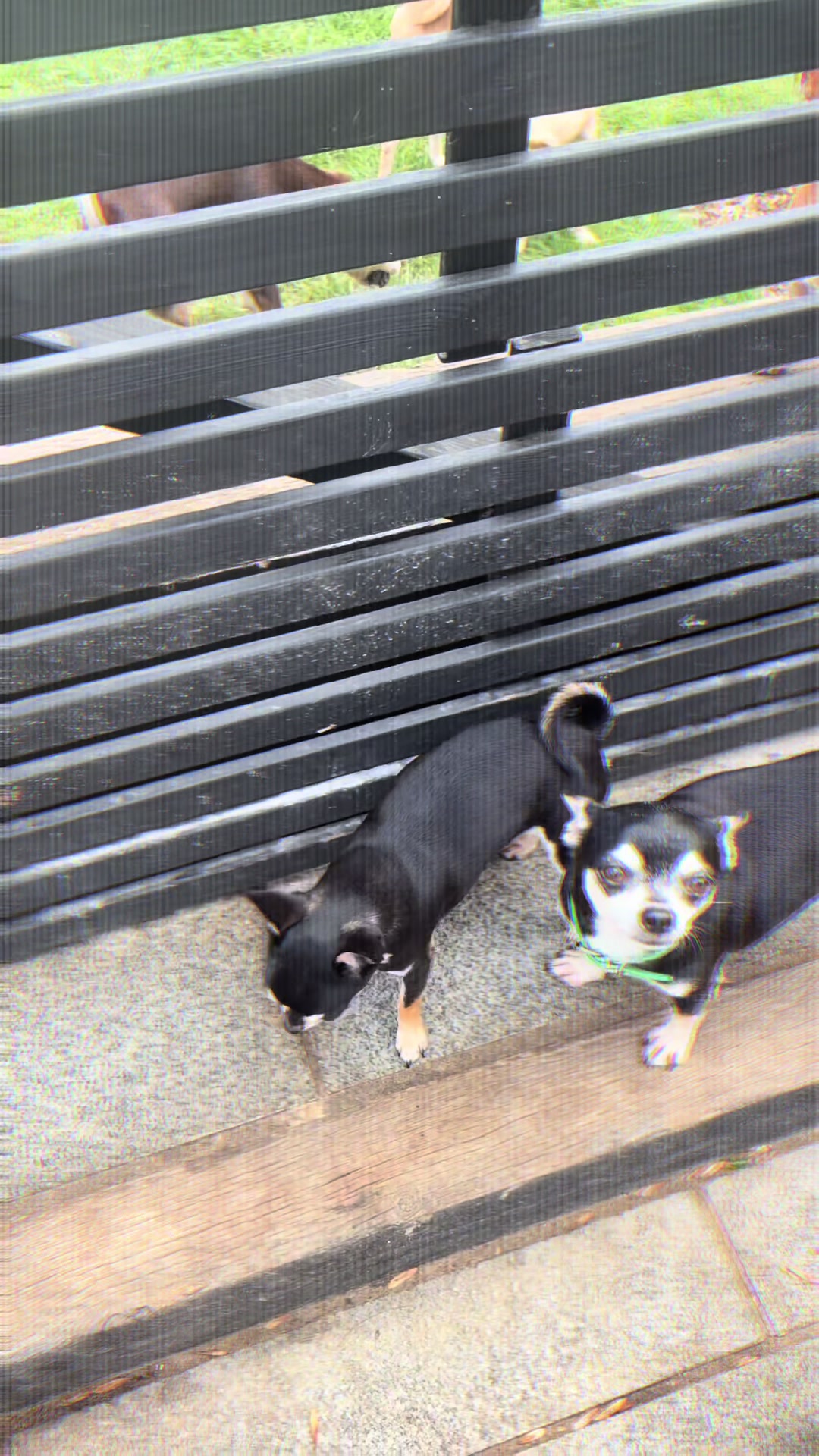@Suffolk Chihuahuas