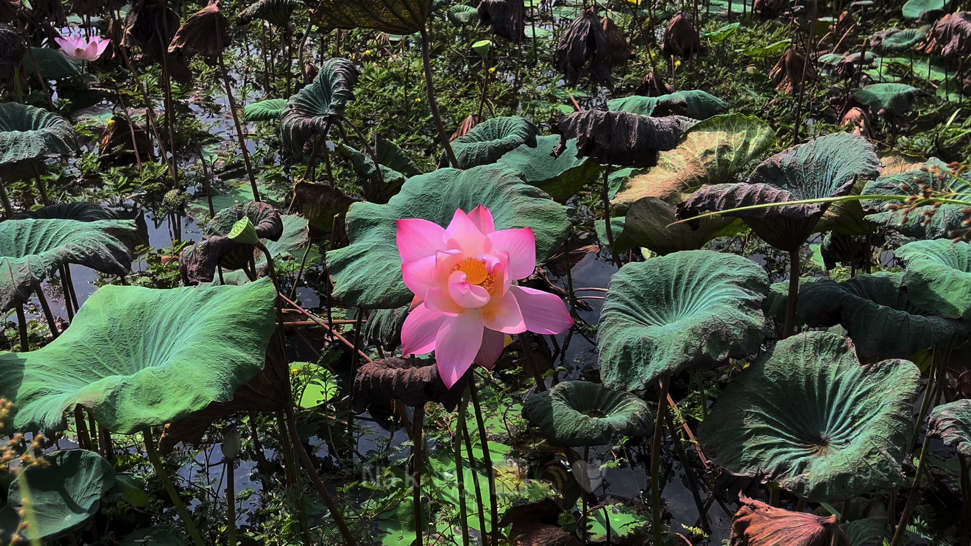 @Na k-វណ្ណៈ
