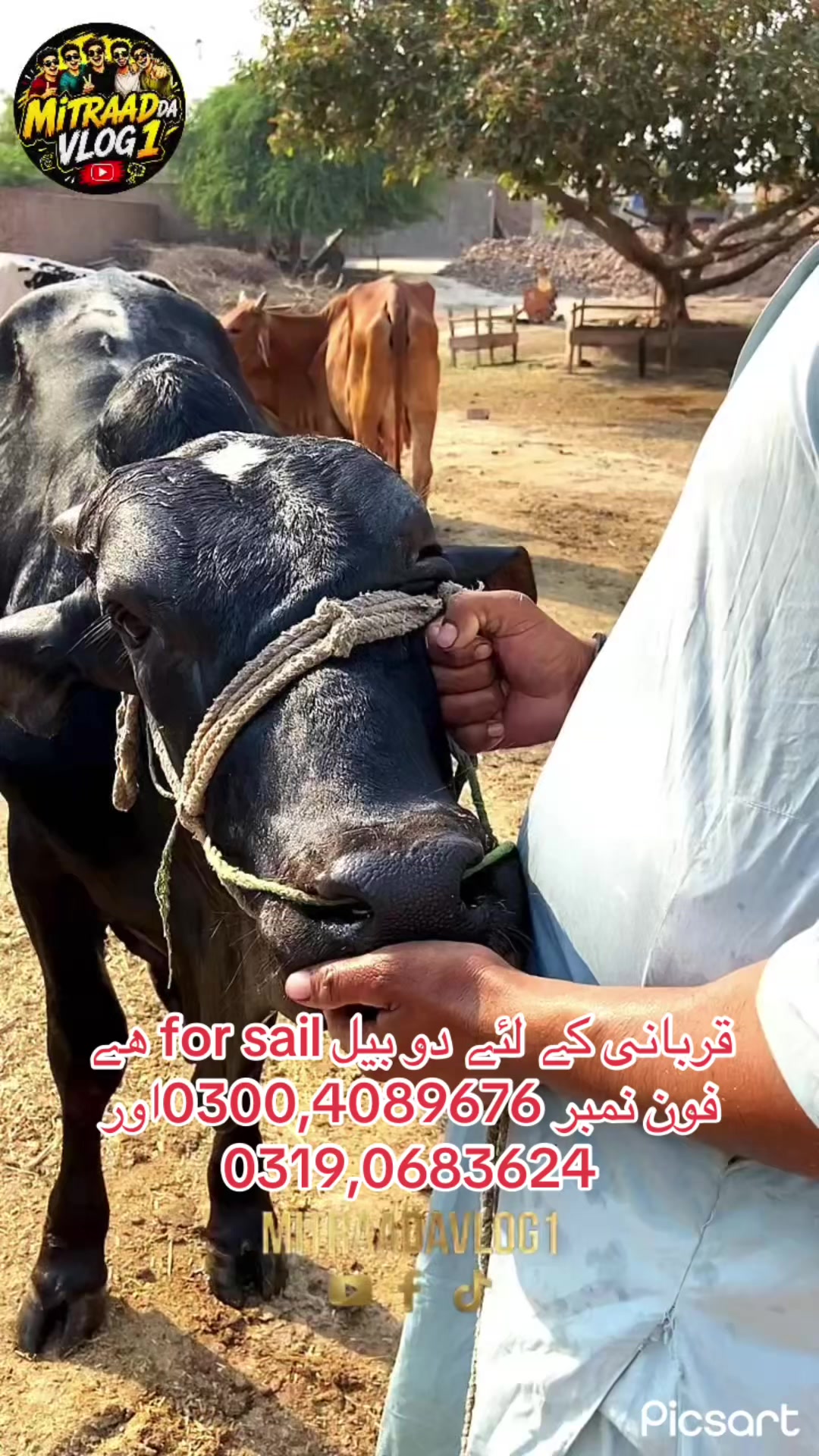 @Mitraadavlog