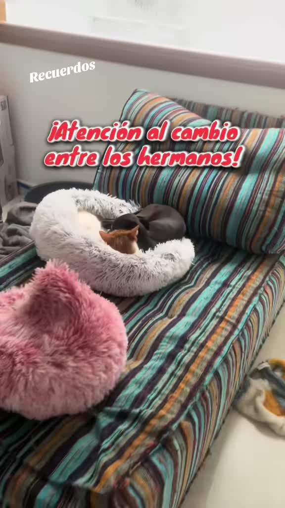 @Chile, Luna y Lorenzo