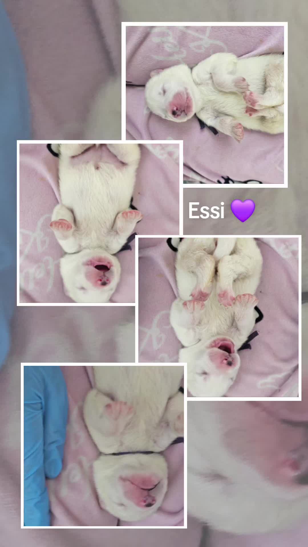 @Samojedowe🐶🇵🇱love🇬🇧 Żona