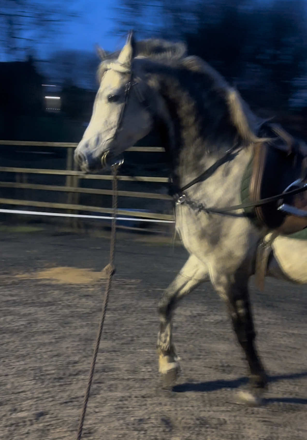 @thekhansarabianstudfarm