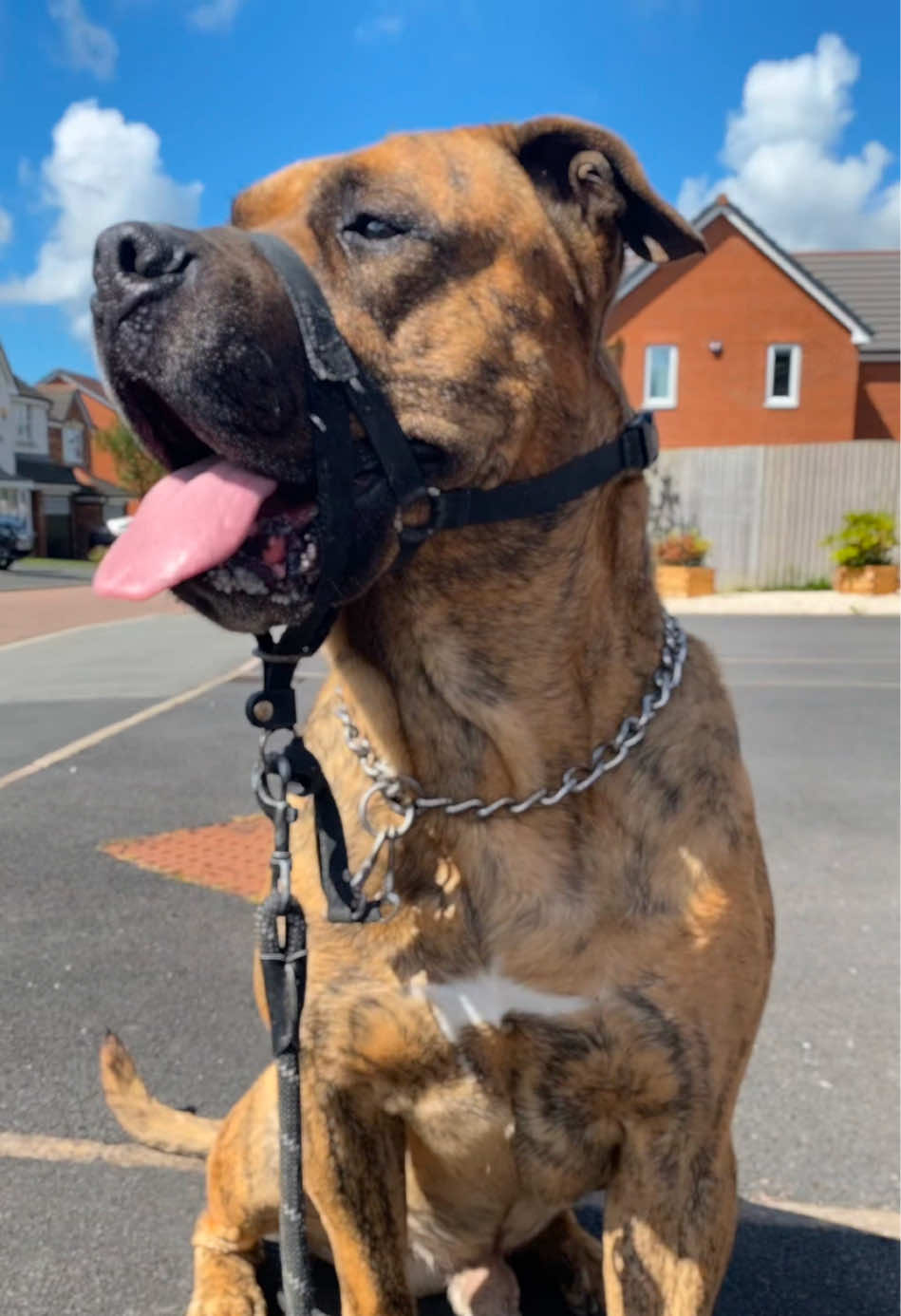 @Mooch 💖🍃 PRESA-CANARIO
