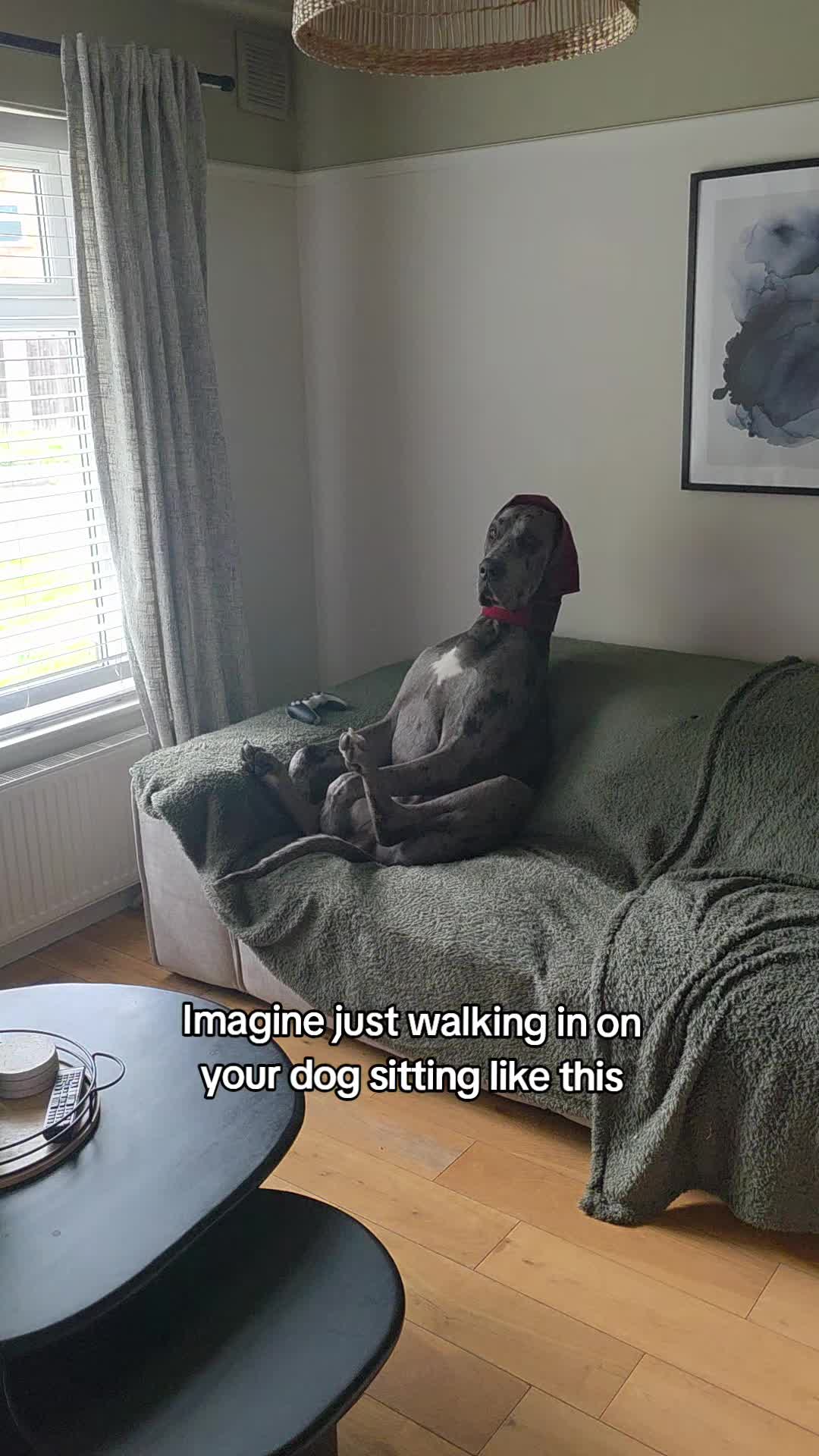 @Magnus the GREAT DANE