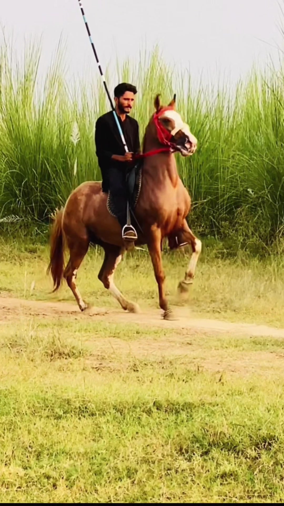 @Ch Hammad bokan ♥️🐎