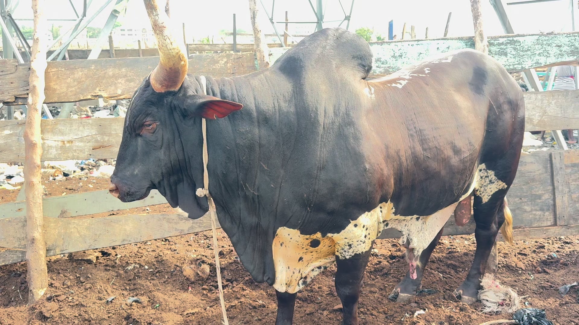 @STDFarms Ghana