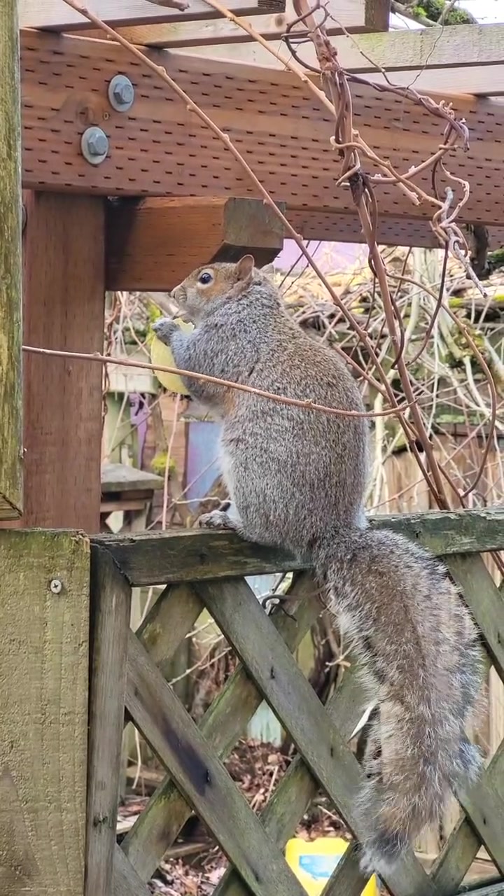 @ZippyTheRescueSquirrel