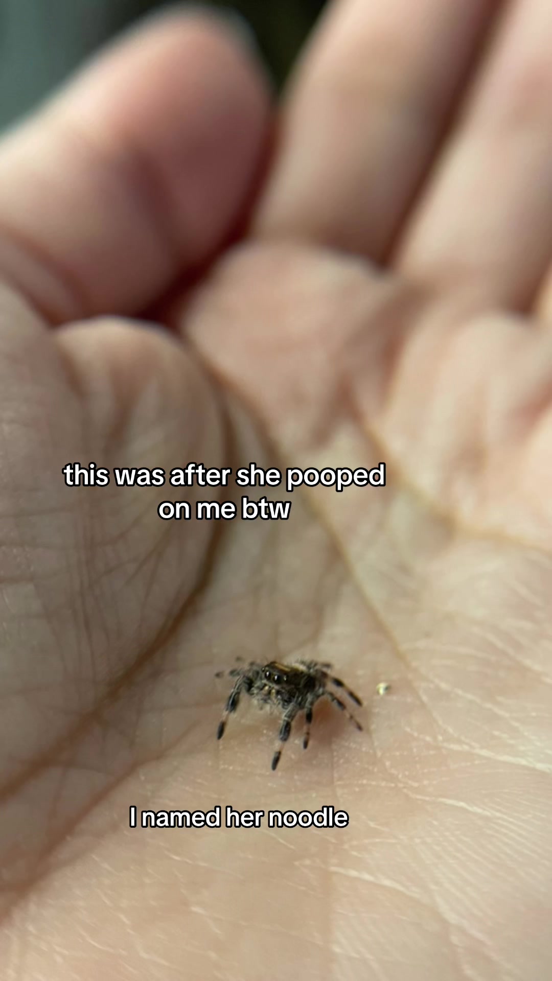 @veronica 🕷️