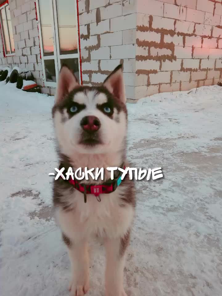 @просто Майа 💗