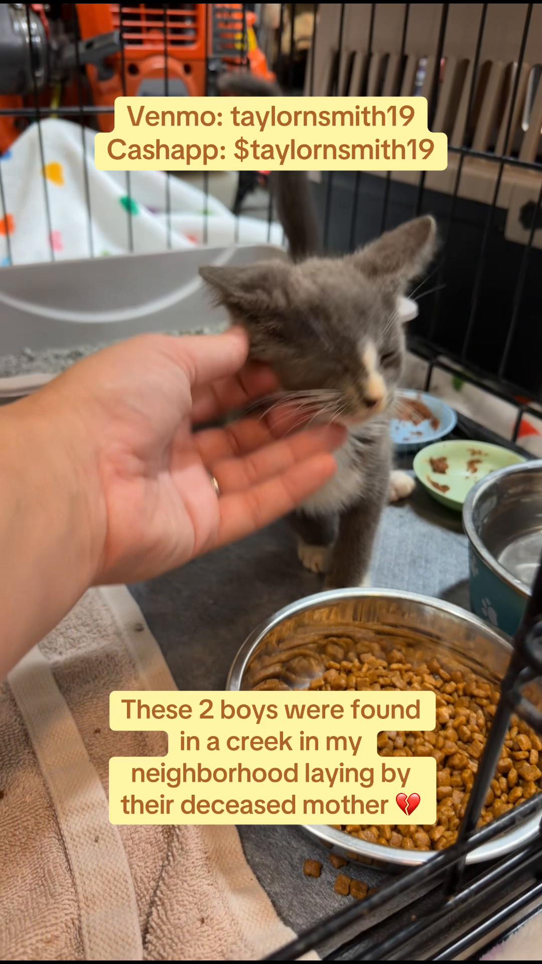 @Taylor & Cats 🐱