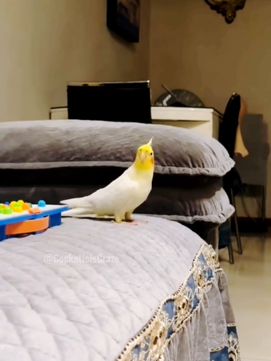@Cockatiels Craze