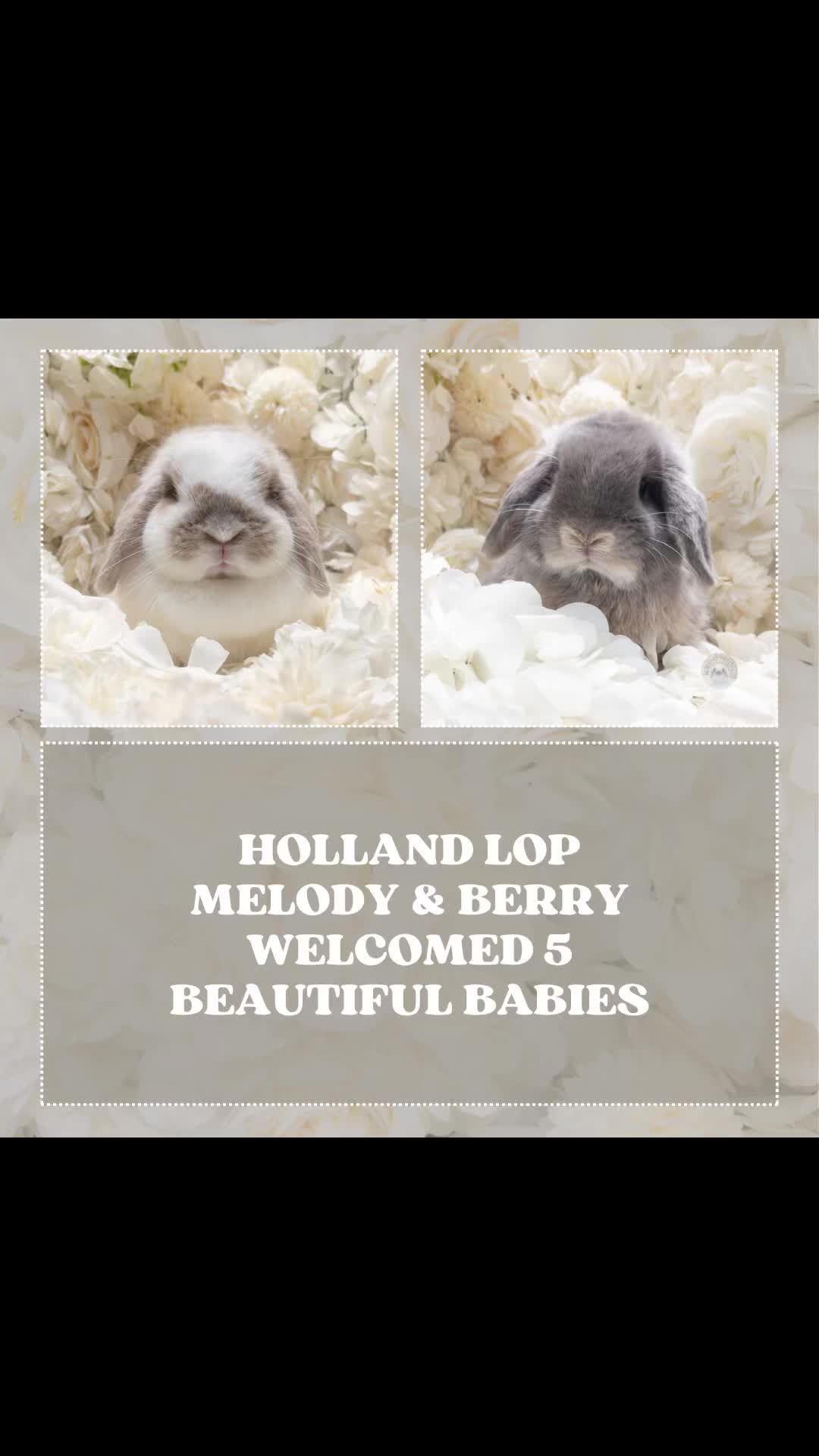 @Heartsofhollandsnyc
