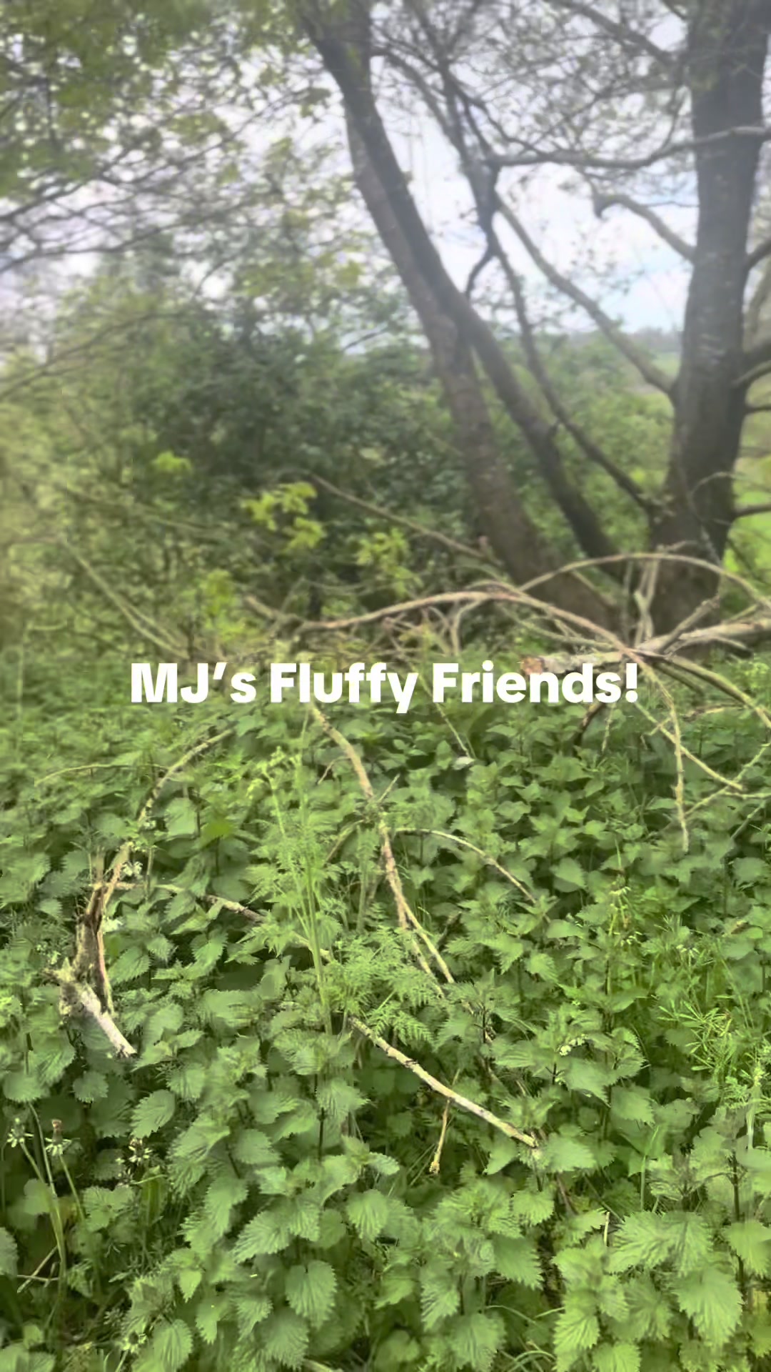 @Mandy Jo MJ’s Fluffy Friends