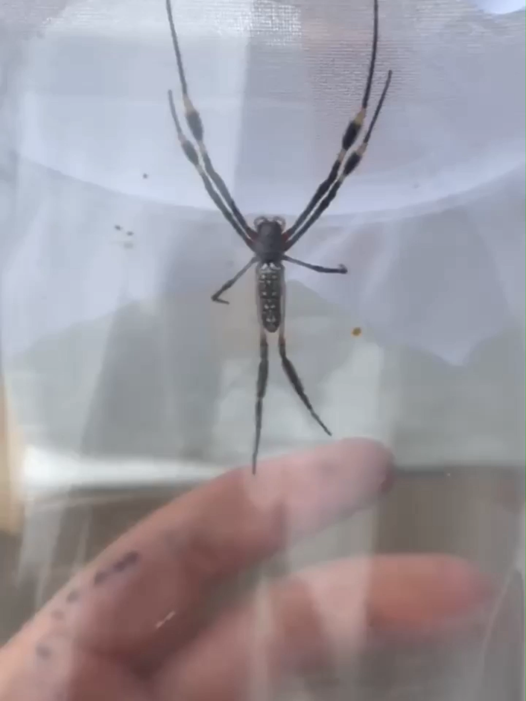 @The Spider Shop