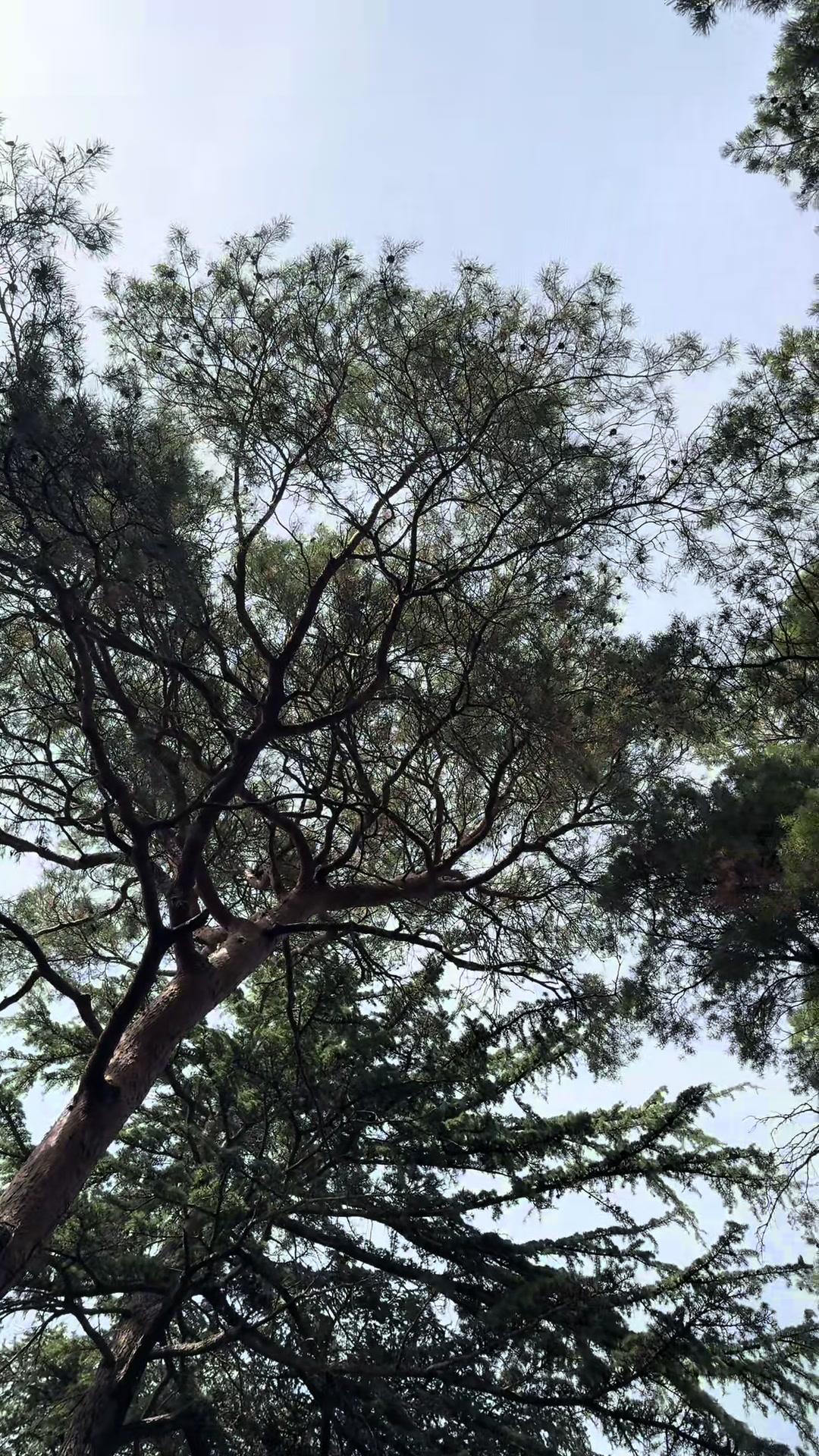 @Brambleoffgrid