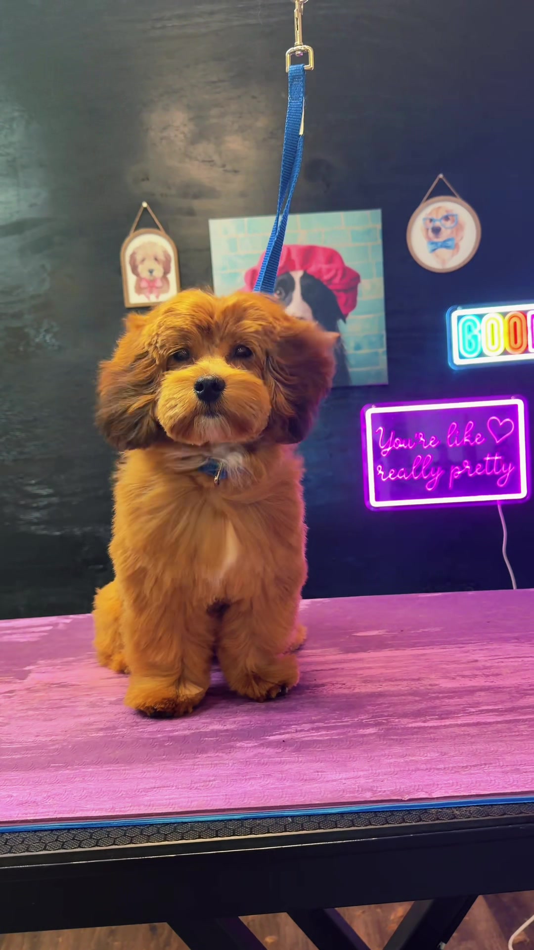 @DIRTY.PAWS.PETSALON