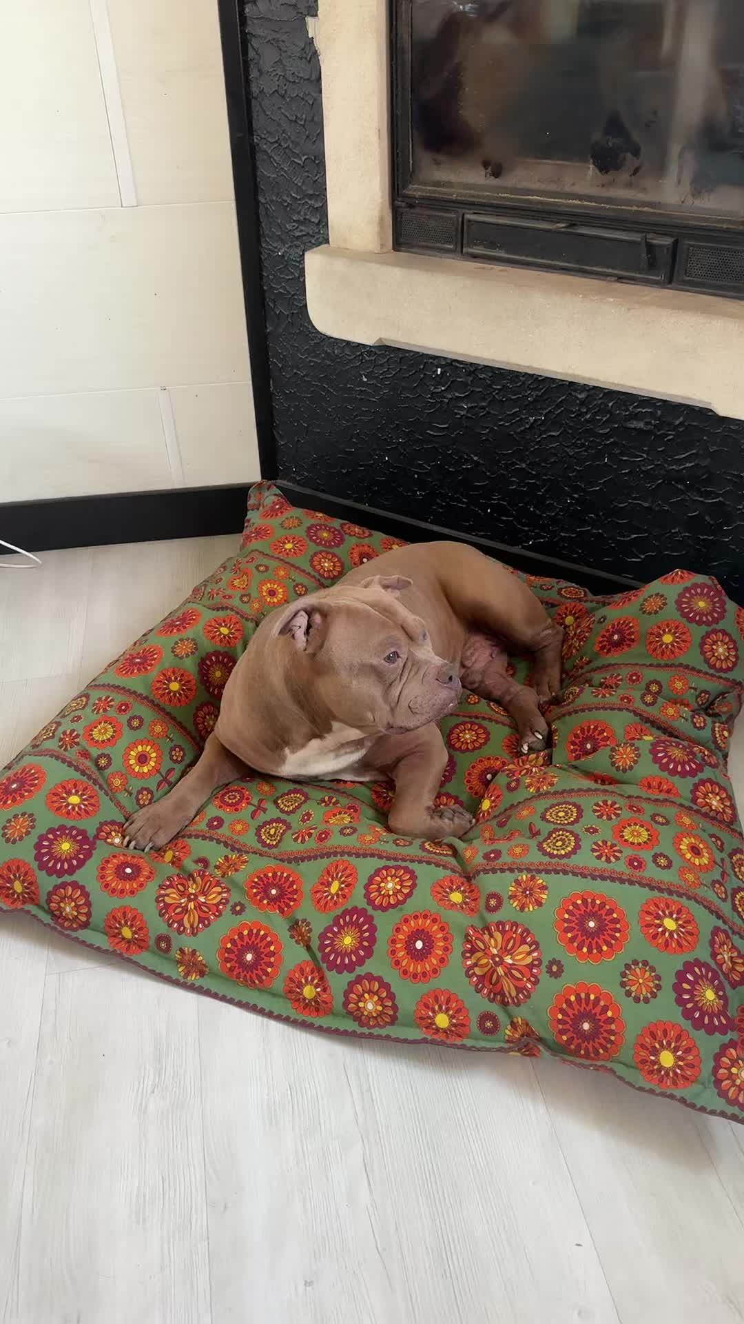 @🧩team bully🐶🧸