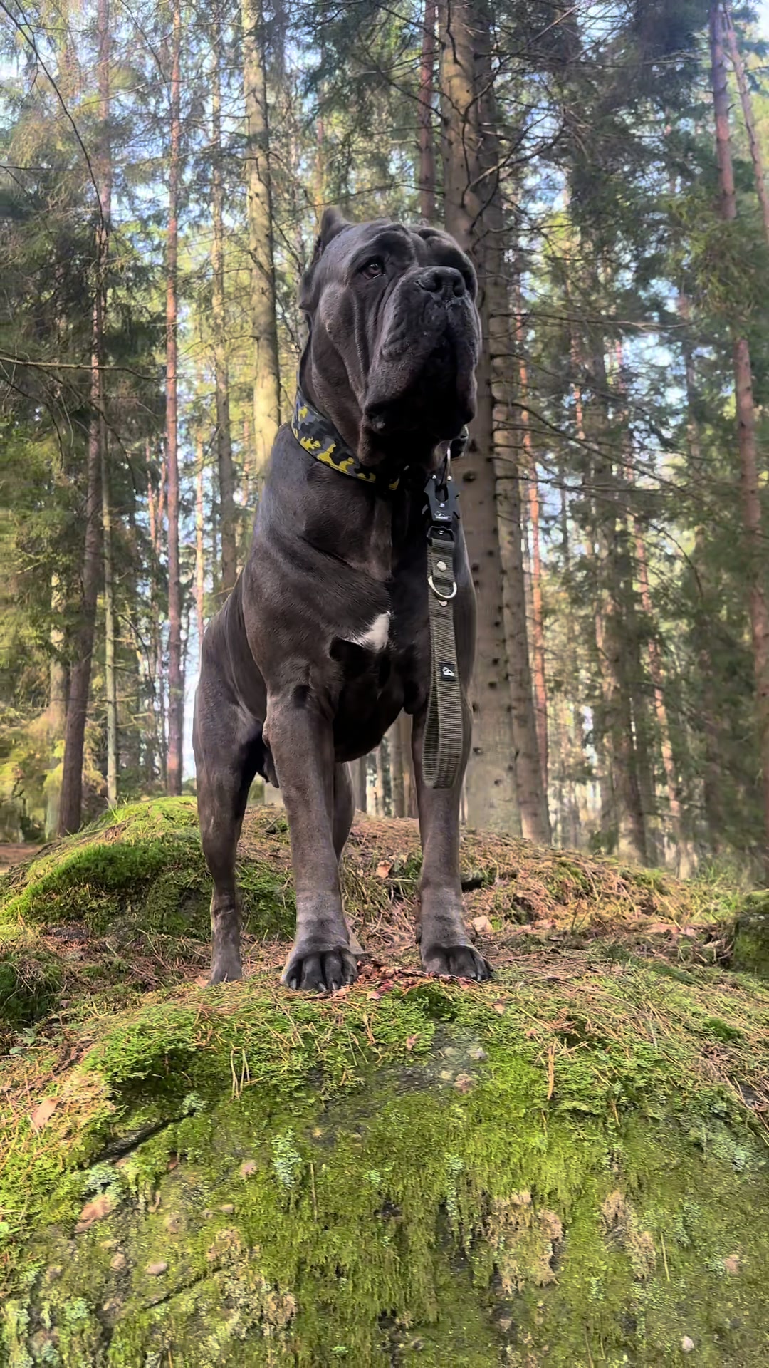 @CaneCorsoAres