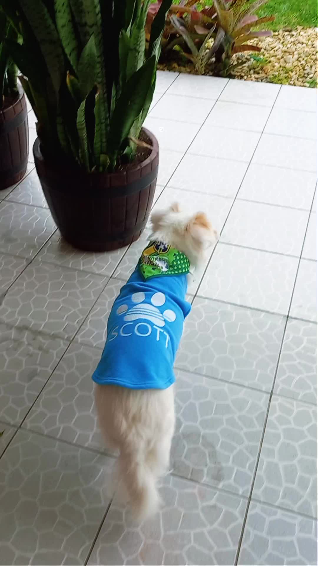 @Dogsitter