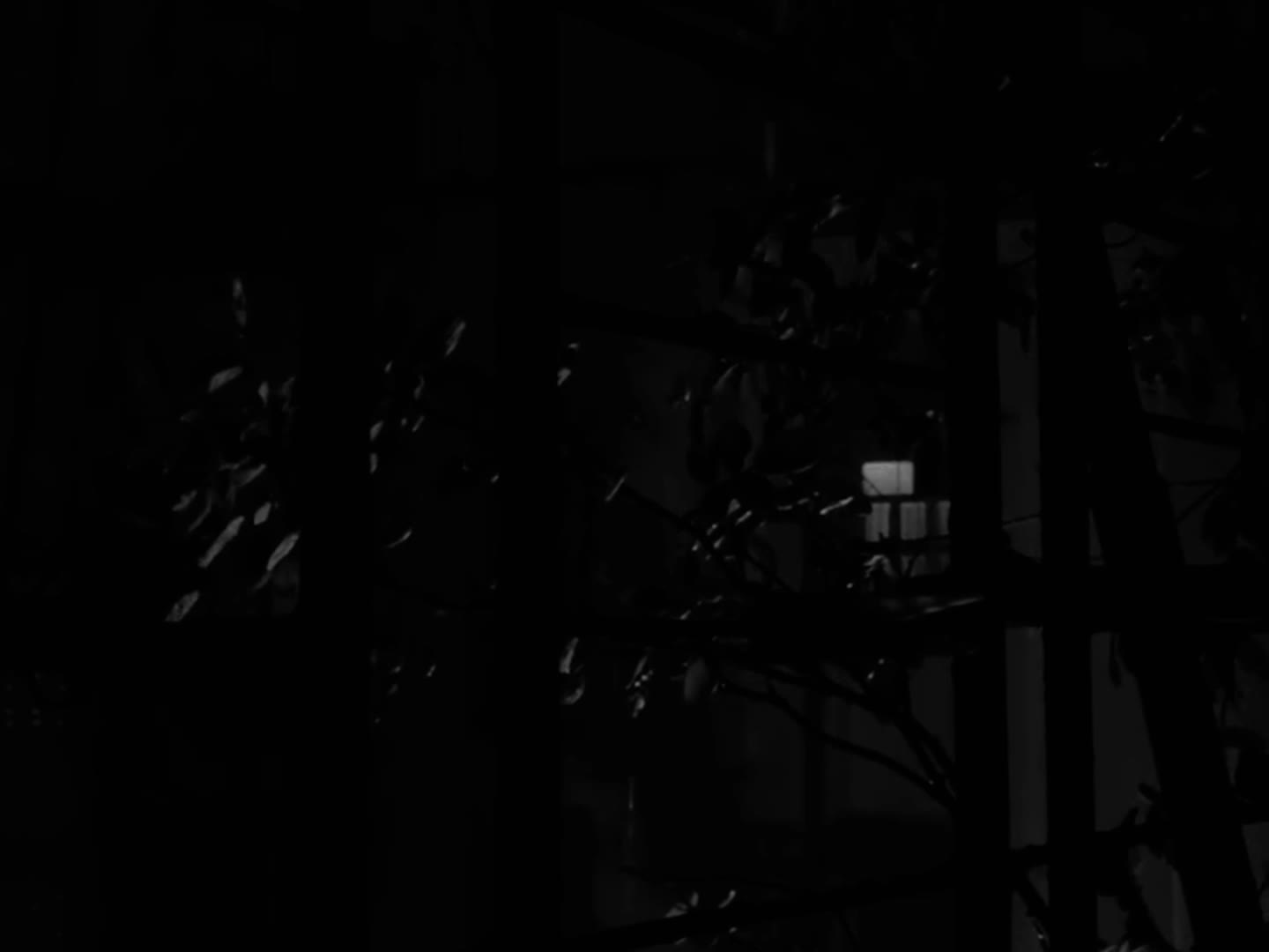 @🕷️