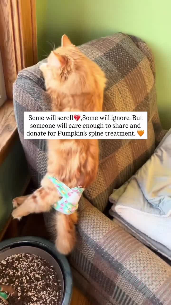 @love for all paws rescue