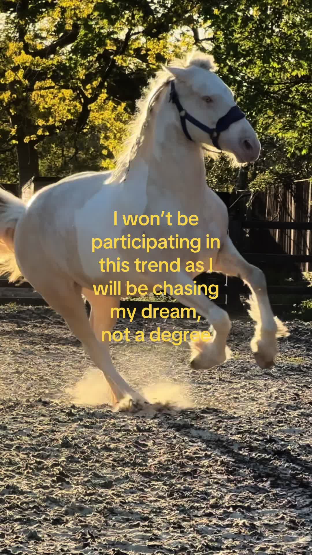 @Dolly Day Dream