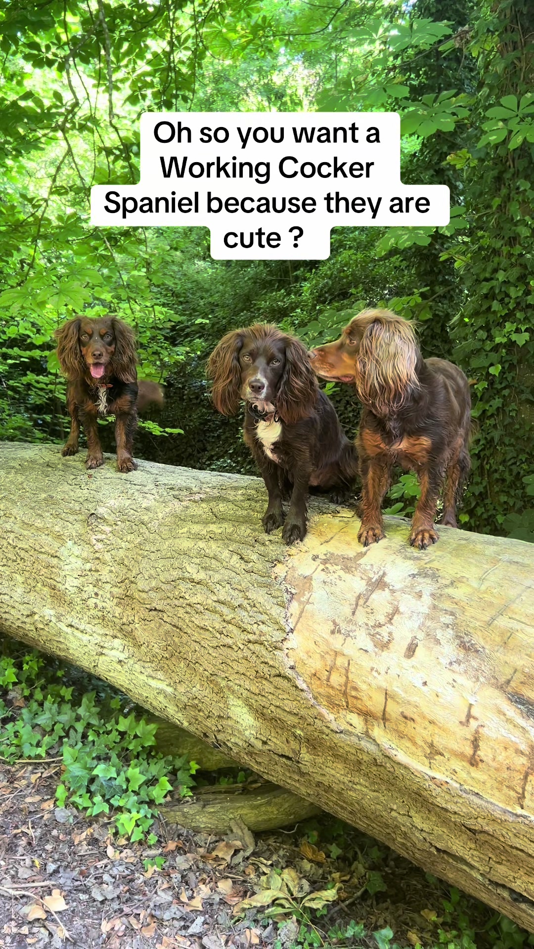 @Pipstar 🐕🦺