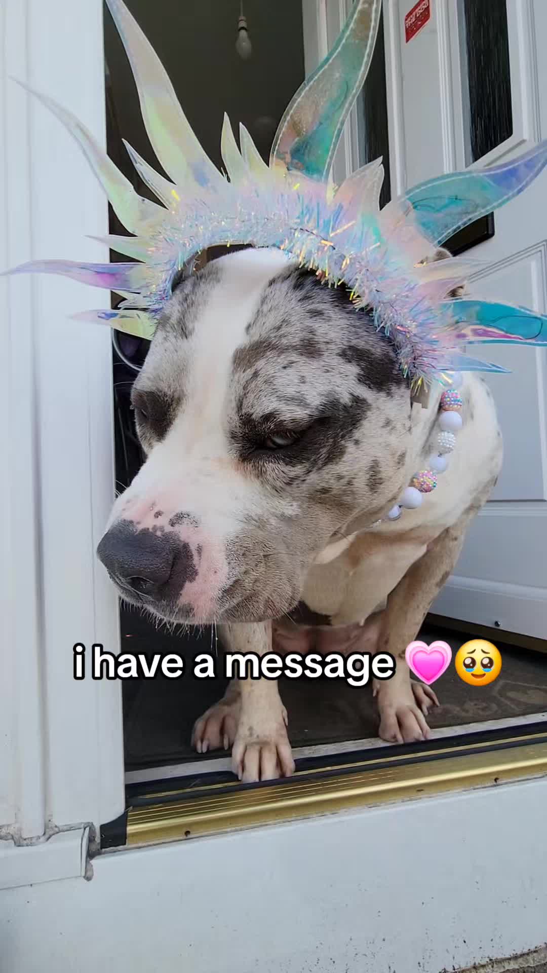 @kirsty+starlight the xl bully