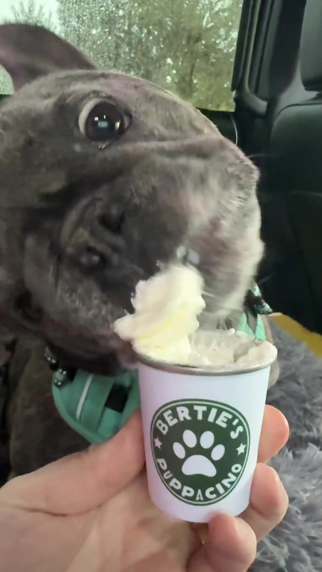 @Bertie The Frenchie