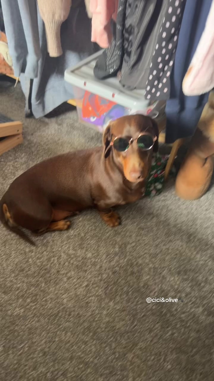 @ciciolive_mini_weiners