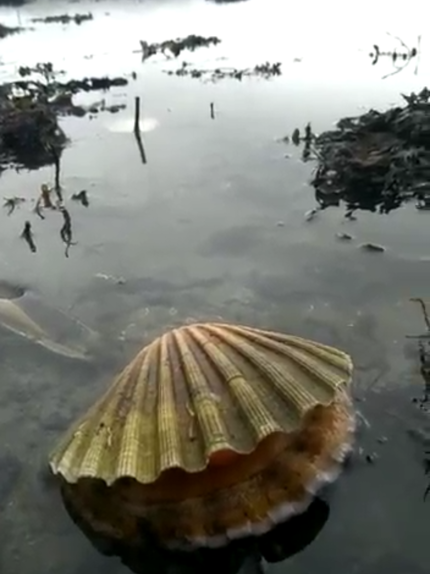 @thingsisee_withsounds