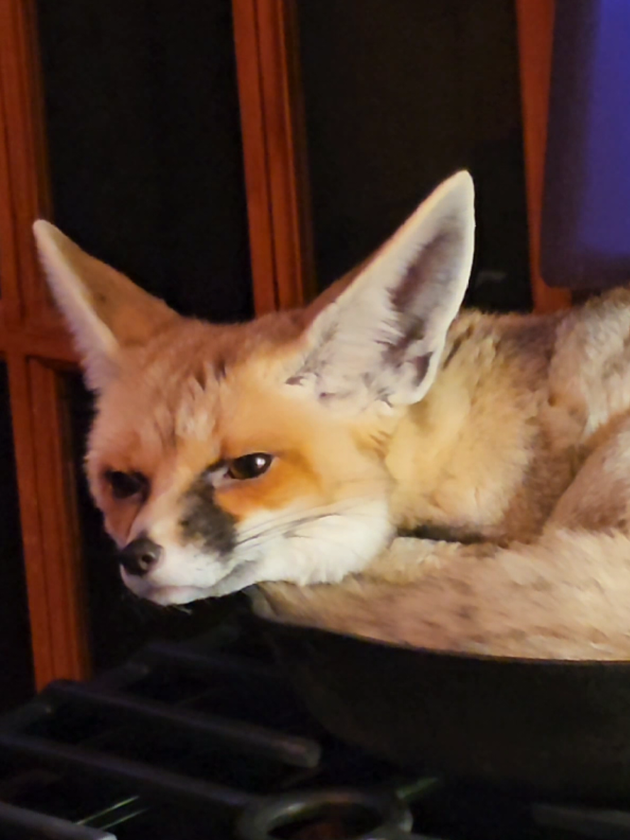 @saveafox