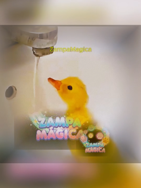 @Zampa_Magica