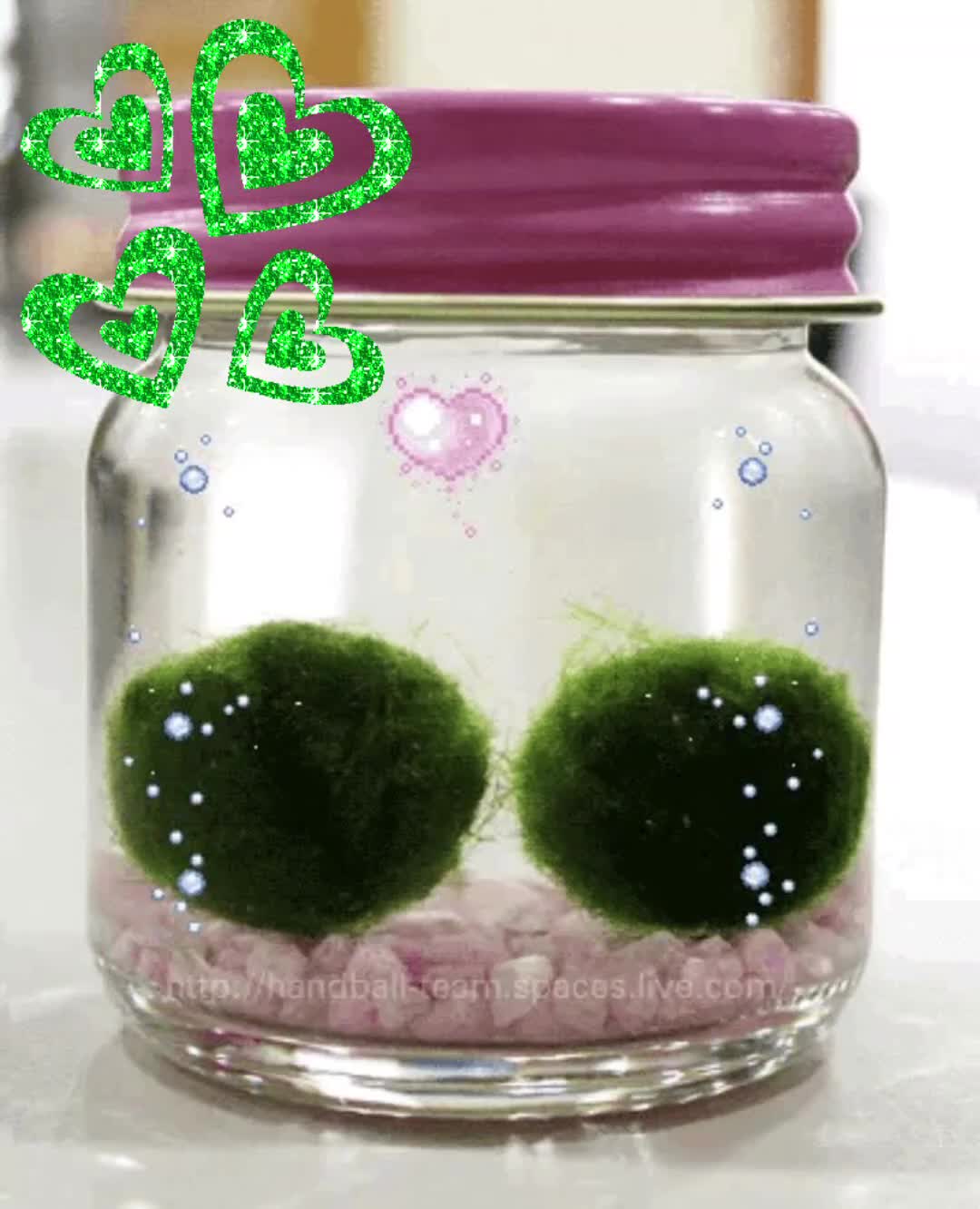 @Animal lover Warrior