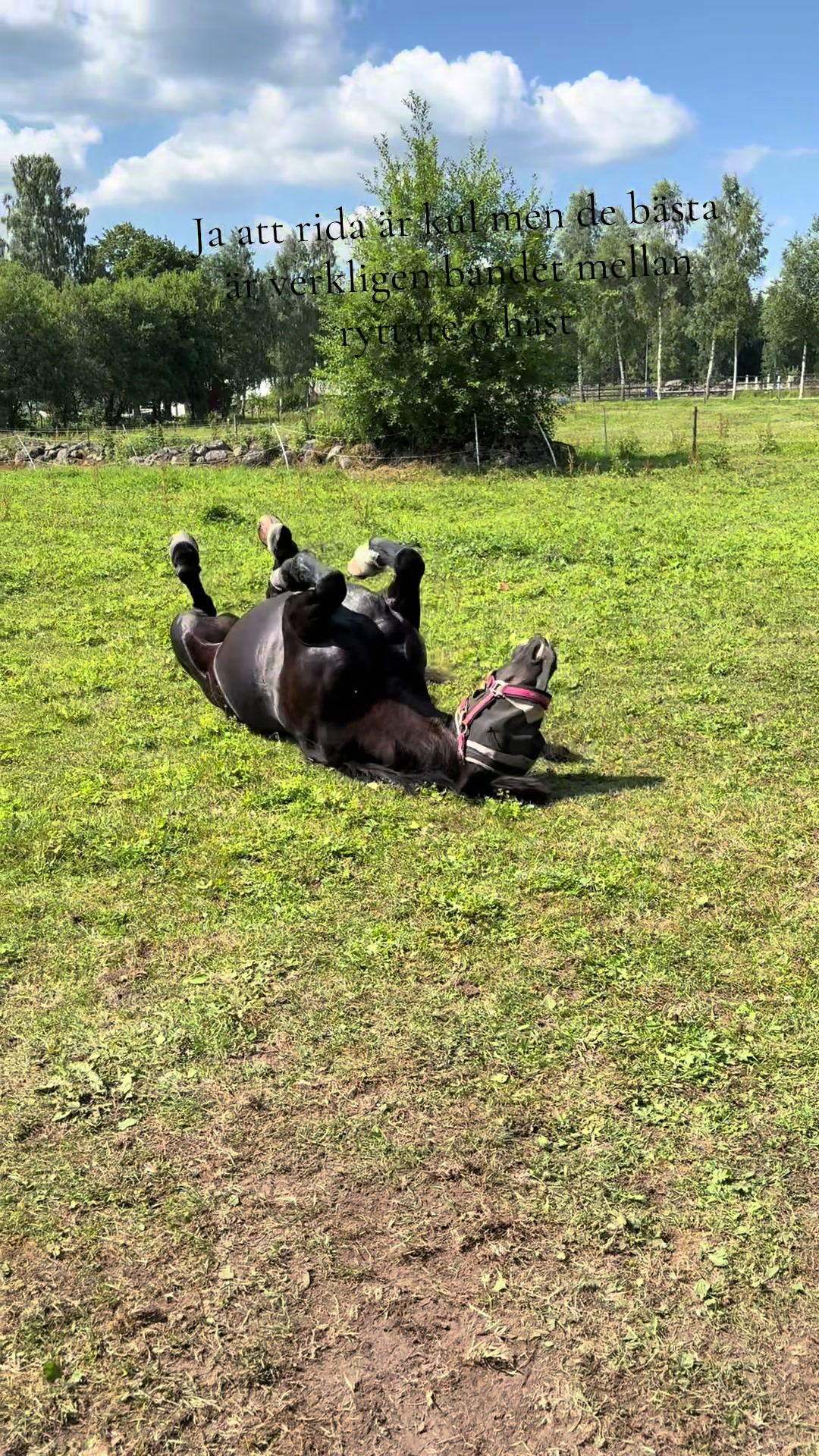 @🇸🇪🦄𝓔𝓵𝓲𝓷 𝓔𝓭𝓺𝓿𝓲𝓼𝓽
