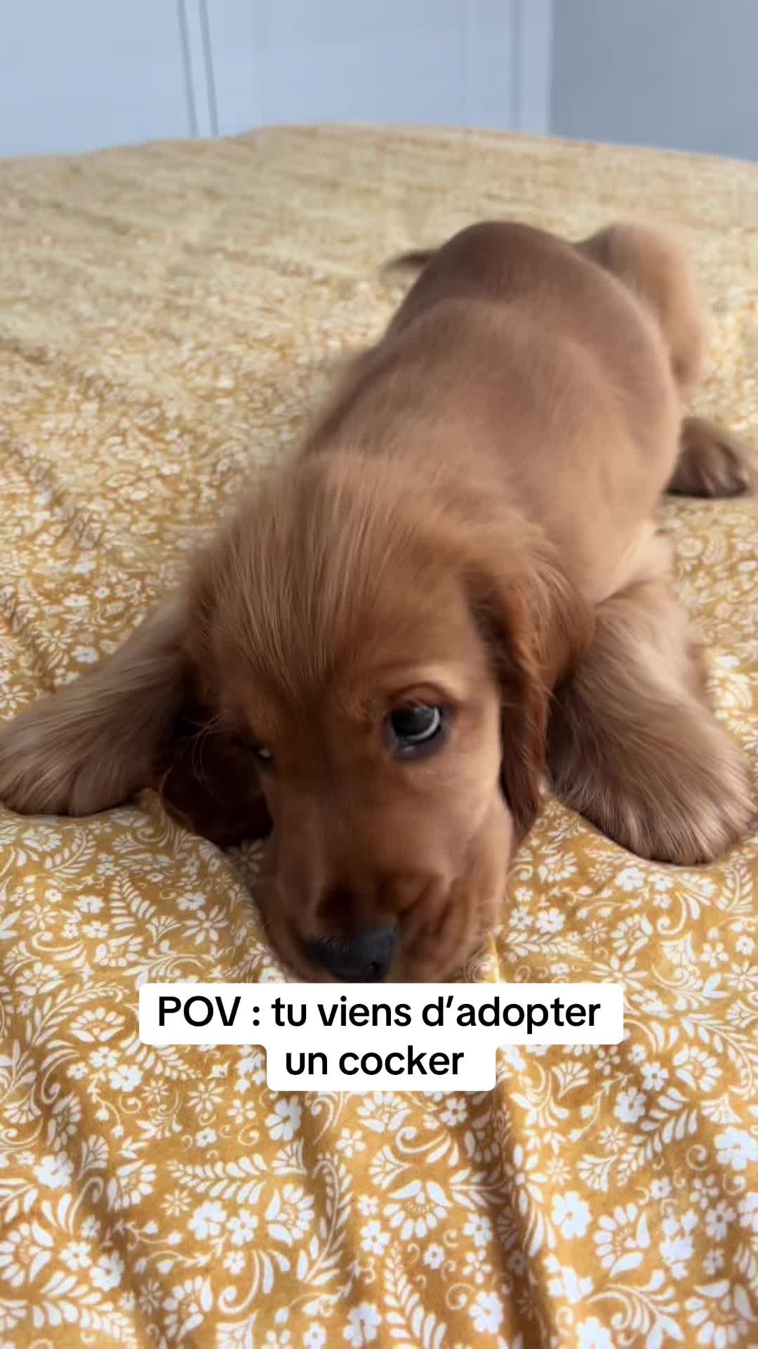 @coeur.de.cocker