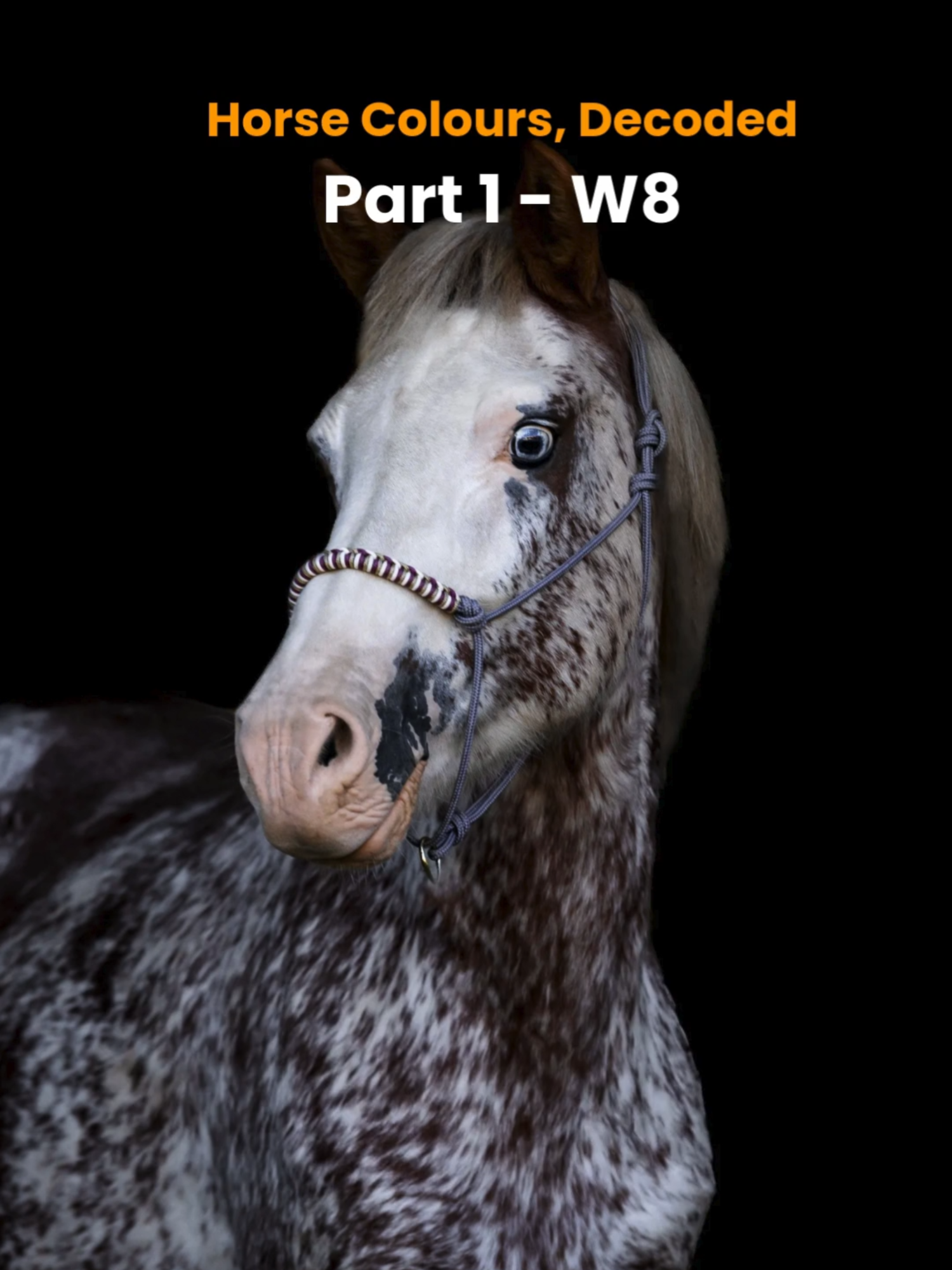 @Horse Reality