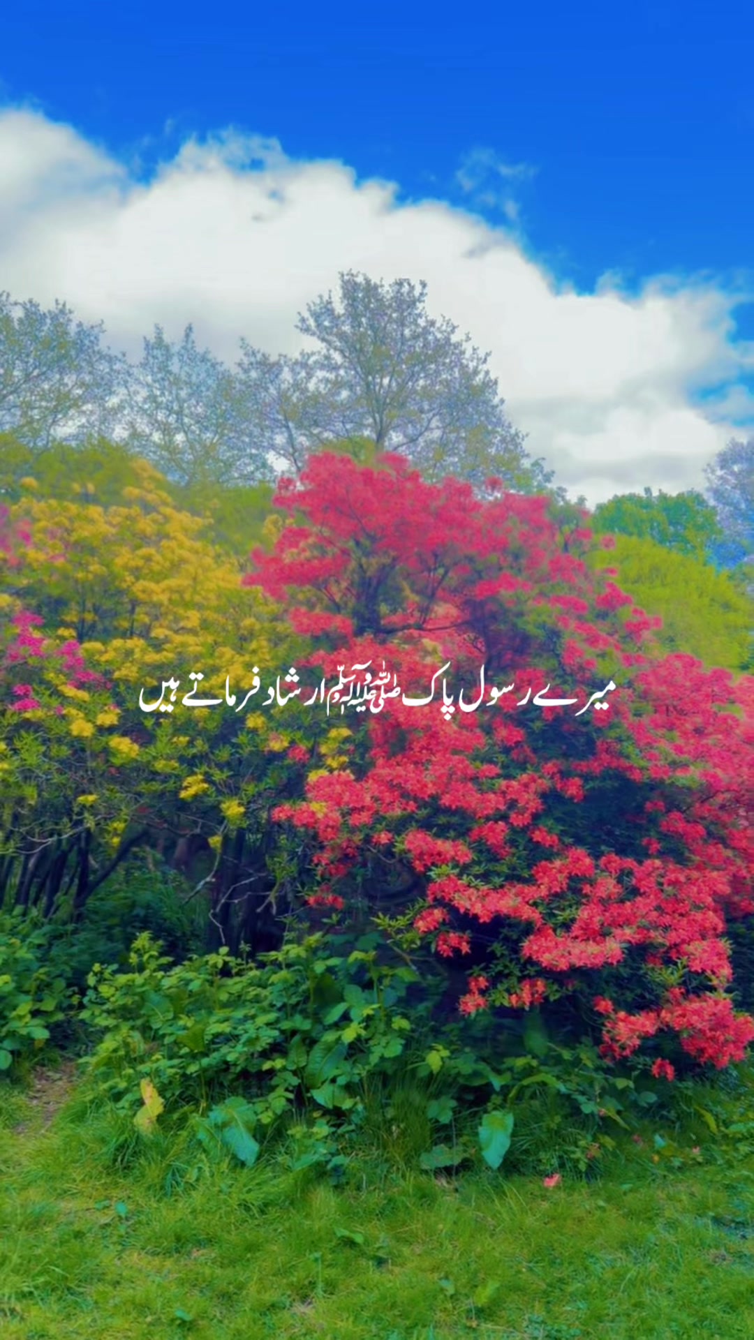 @✨ℍ𝕒𝕝𝕖𝕖𝕞𝕒 𝕂𝕙𝕒𝕟✨