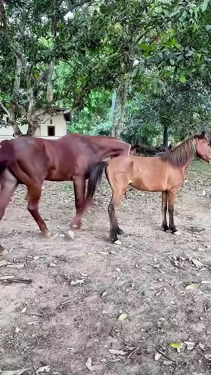 @animallifevideo