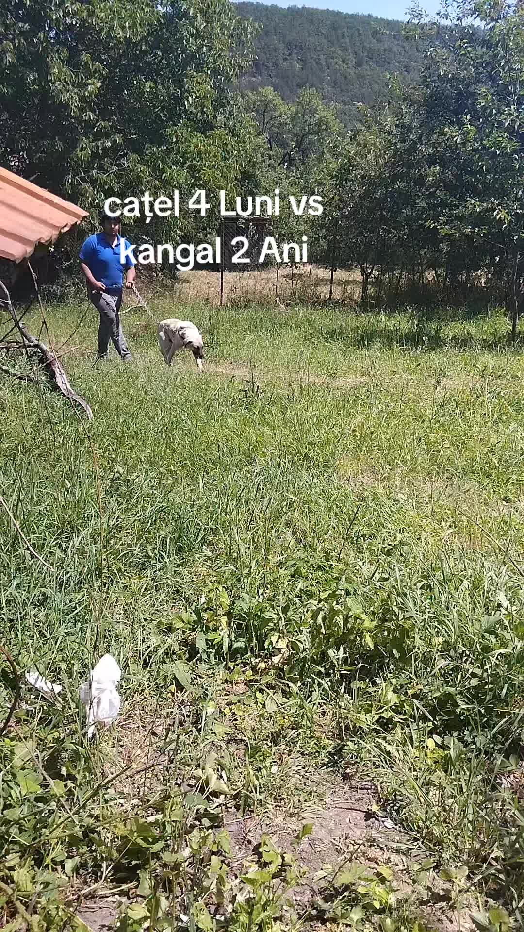 @Regele_kangal👑