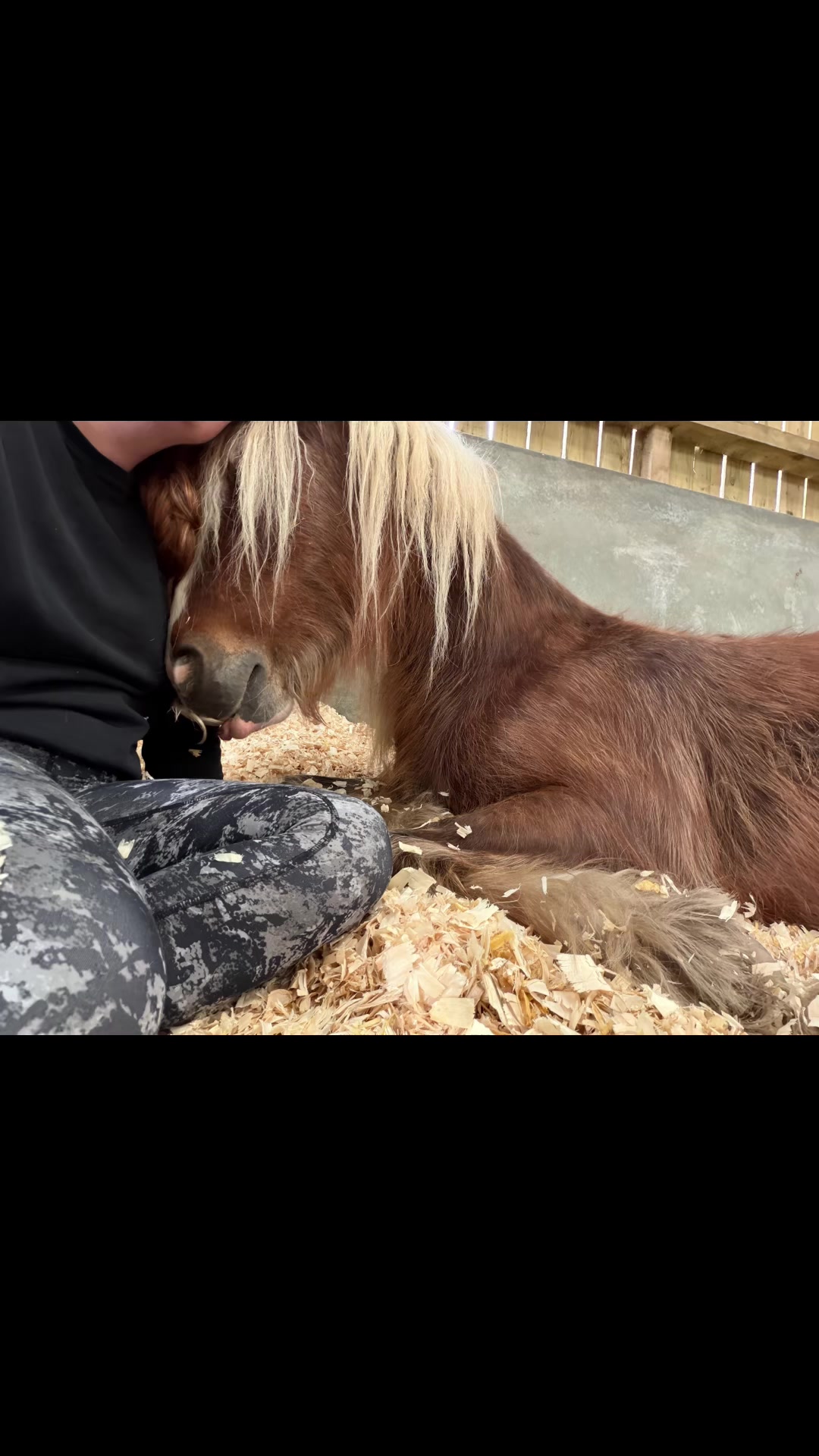 @Dartmoor Carriages